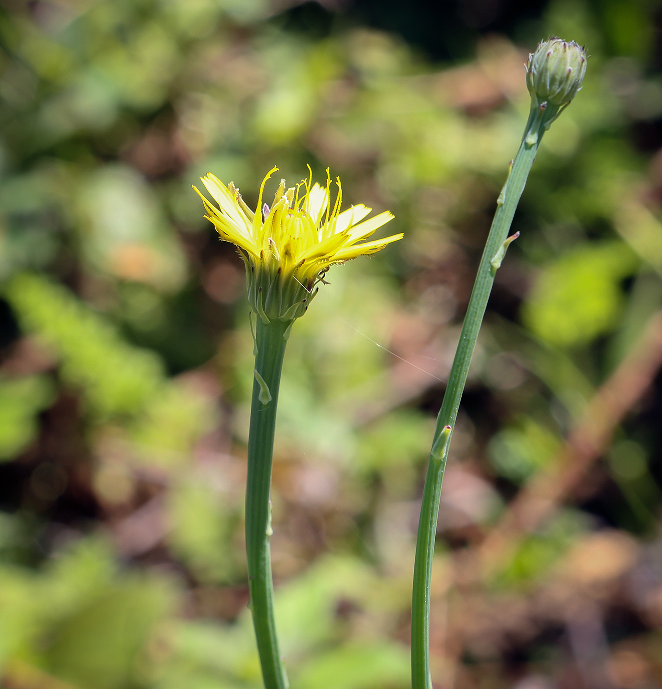 Изображение особи Hypochaeris radicata.