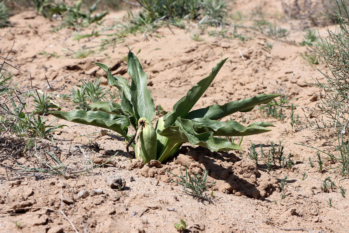 Image of Eminium lehmannii specimen.