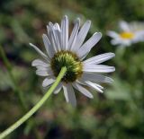 Leucanthemum vulgare