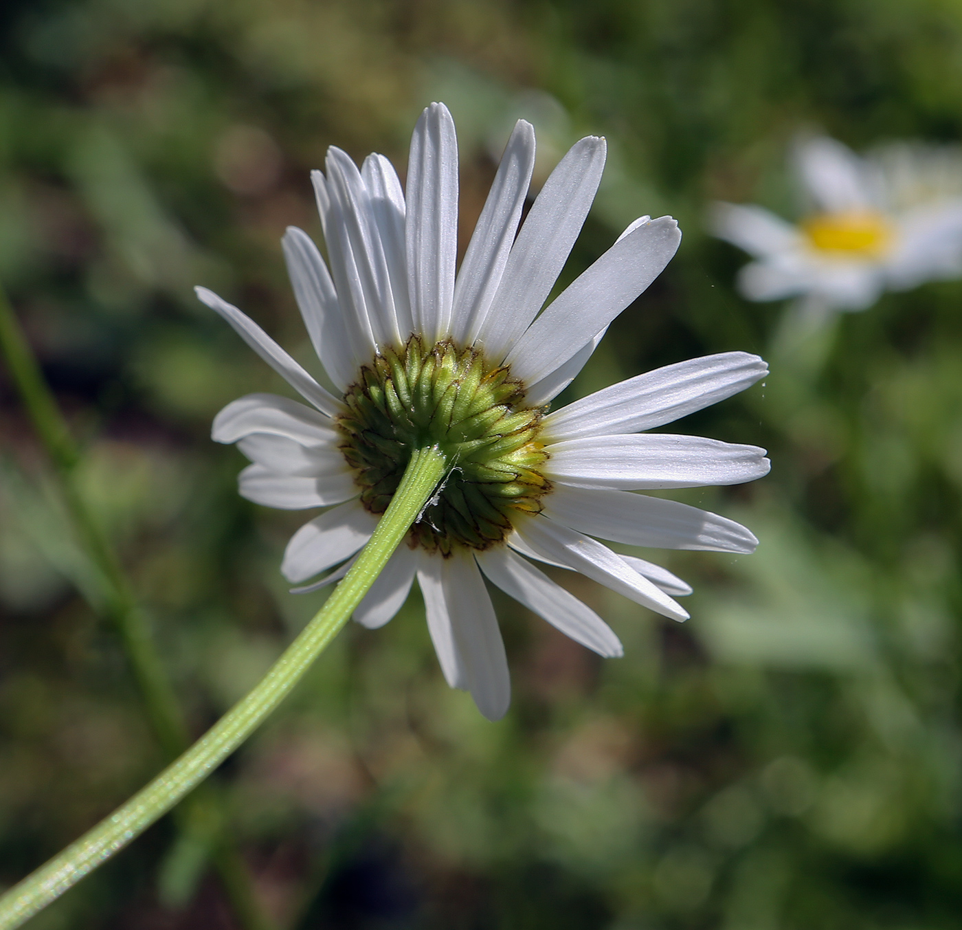 Image of Leucanthemum vulgare specimen.