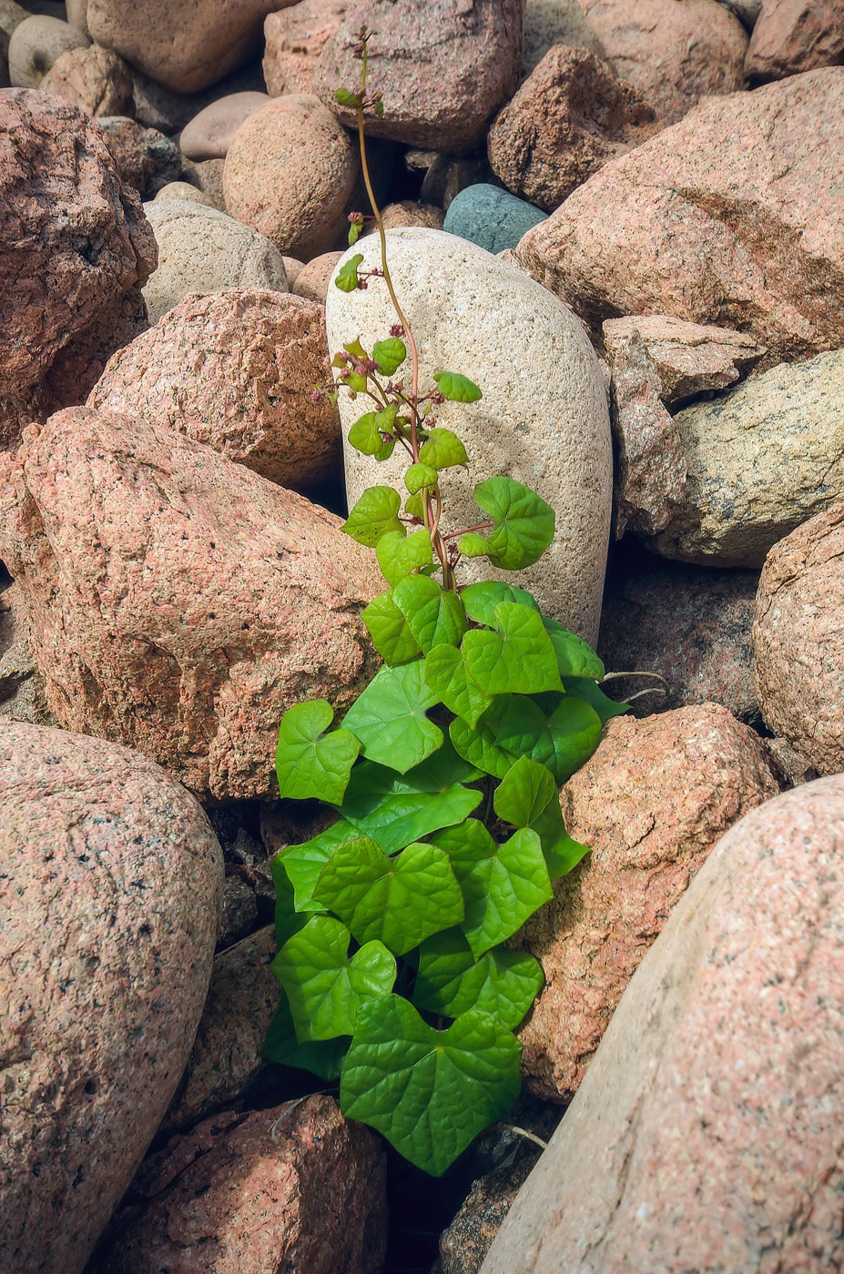 Изображение особи Menispermum dauricum.