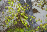 Tilia amurensis. Ветви с молодыми листьями. Приморский край, Хасанский р-н, бухта Средняя, скала у моря. 11.05.2024.