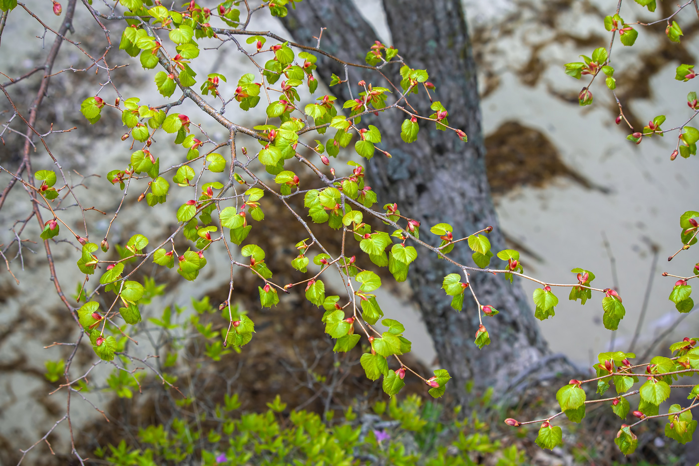 Изображение особи Tilia amurensis.