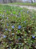 Veronica acinifolia