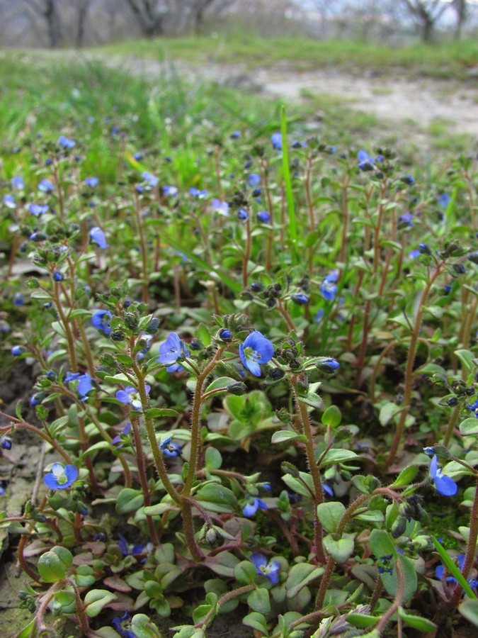 Изображение особи Veronica acinifolia.