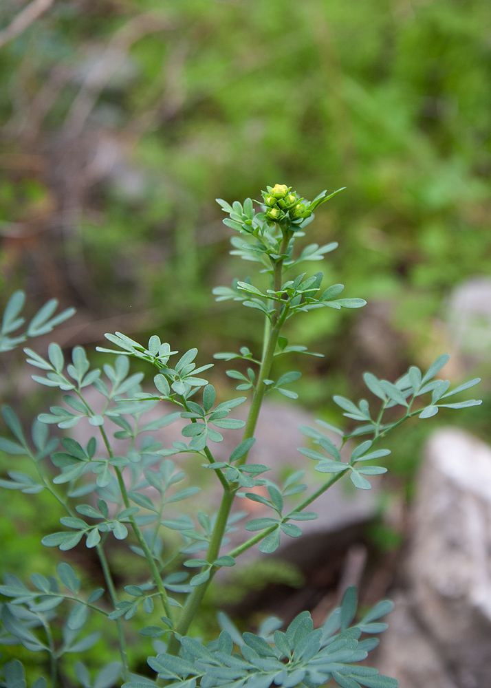 Image of Ruta chalepensis specimen.