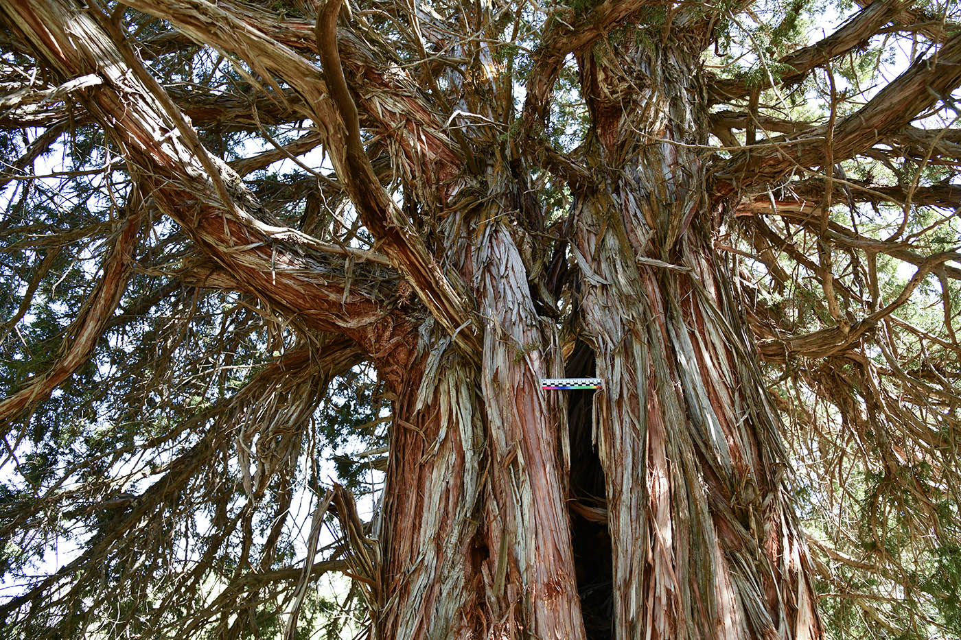 Image of Juniperus seravschanica specimen.