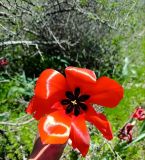 Tulipa tubergeniana. 12.04.2026.