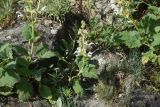 Salvia verbascifolia