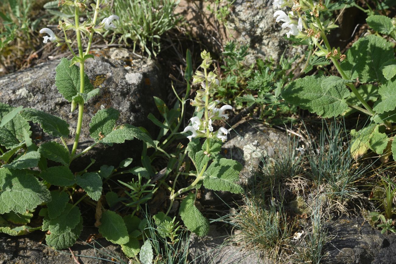 Image of Salvia verbascifolia specimen.