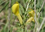 род Chamaecytisus