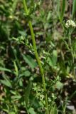genus Senecio. Часть побега. Грузия, край Самцхе-Джавахети, окраина с. Тмогви, окр. южного берега оз. Цунда, горная степь. 8 июня 2026 г.