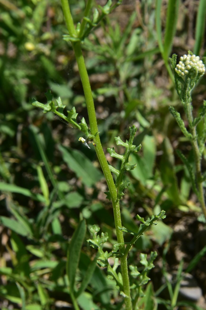 Изображение особи род Senecio.