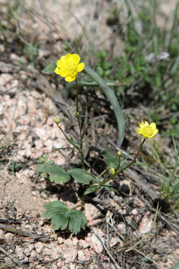 Изображение особи Ranunculus baranovianus.