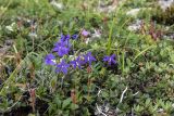 Popoviocodonia stenocarpa. Хабаровский край, Нанайский р-н, хр. Сихотэ-Алинь, г. Тордоки-Янги, верхняя граница кедрового стланика, участок горной мохово-лишайниково-разнотравной тундры. 22июля 2017 г.