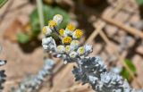 Otanthus maritimus