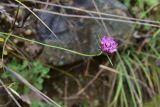 familia Dipsacaceae. Верхушка побега с соцветием. Турция, ил Артвин, дер. Багджилар (Bağcılar), подножие склона. 12 июня 2026 г.