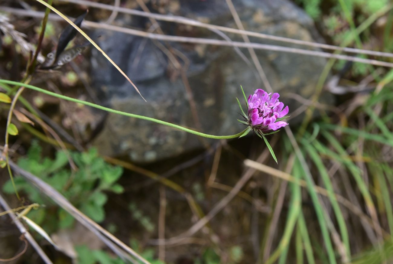 Изображение особи Scabiosa crinita.