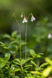 Linnaea borealis. Верхушки цветущих растений. Кабардино-Балкария, Чегемский р-н, дол. р. Чегем, хвойный лес. 02.08.2026.