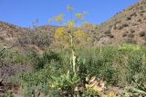 Ferula diversivittata. Цветущее растение. Узбекистан, Джизакская обл., хр. Нуратау, окр. перевала Саурбель, каменисто-щебнистый склон, ок. 1080 м н.у.м. 13.05.2025.