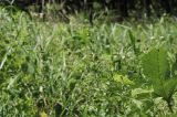 Artemisia integrifolia. Верхушки побегов с развивающимися соцветиями. Приморский край, Шкотовский р-н, окр. с. Новонежино, сырой луг. 08.08.2026.