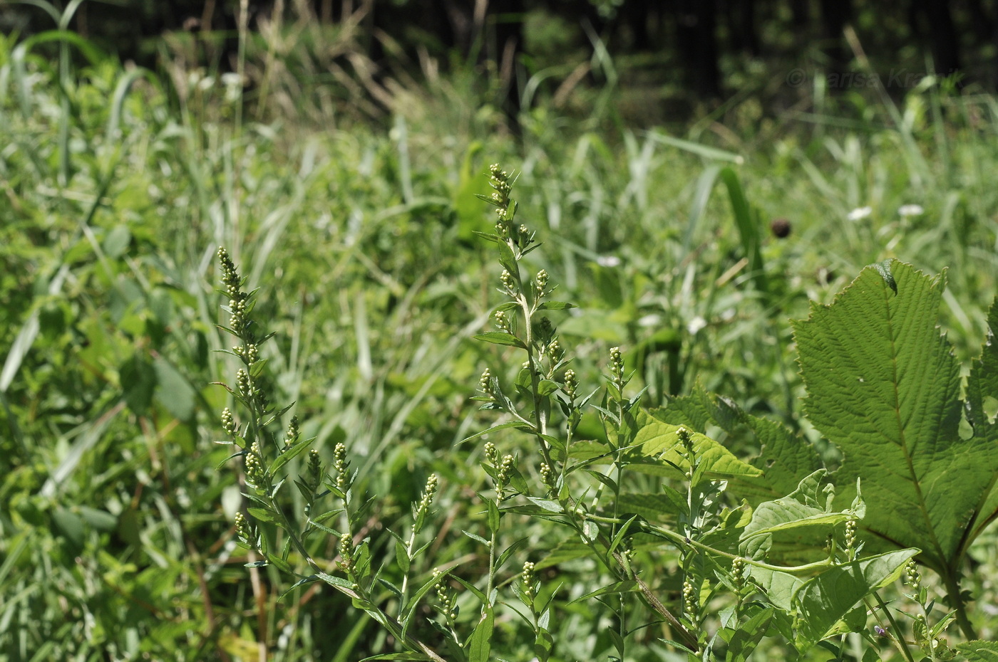 Image of Artemisia integrifolia specimen.