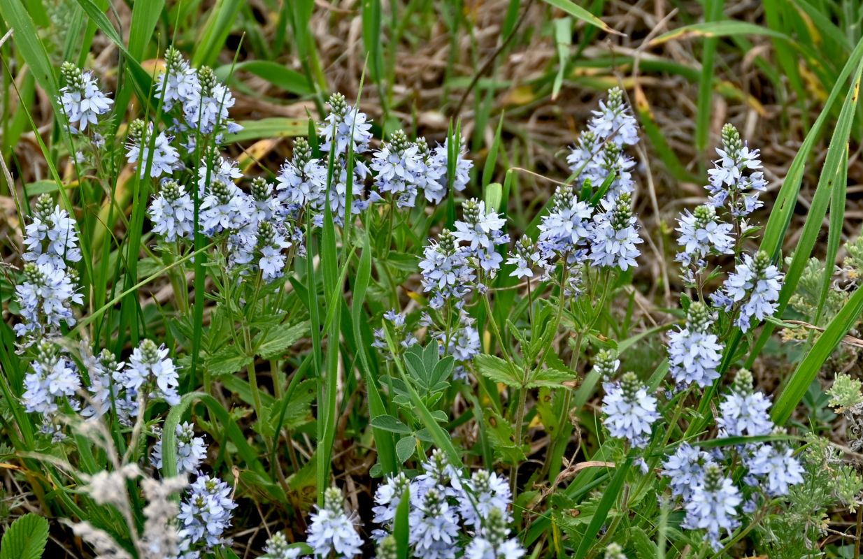 Image of Veronica prostrata specimen.