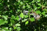 Alnus glutinosa. Веточки с женскими соцветиями. Турция, ил Артвин, 500 м ниже храма Отхта по долине реки, заросли на берегу реки. 13 июня 2026 г.