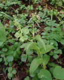 Epipactis papillosa. Бутонизирующие растения. Хабаровский край, г. Комсомольск-на-Амуре, юго-восточный склон сопки \"Ключевая\", смешанный лес с преобладанием Betula. 18.07.2026.