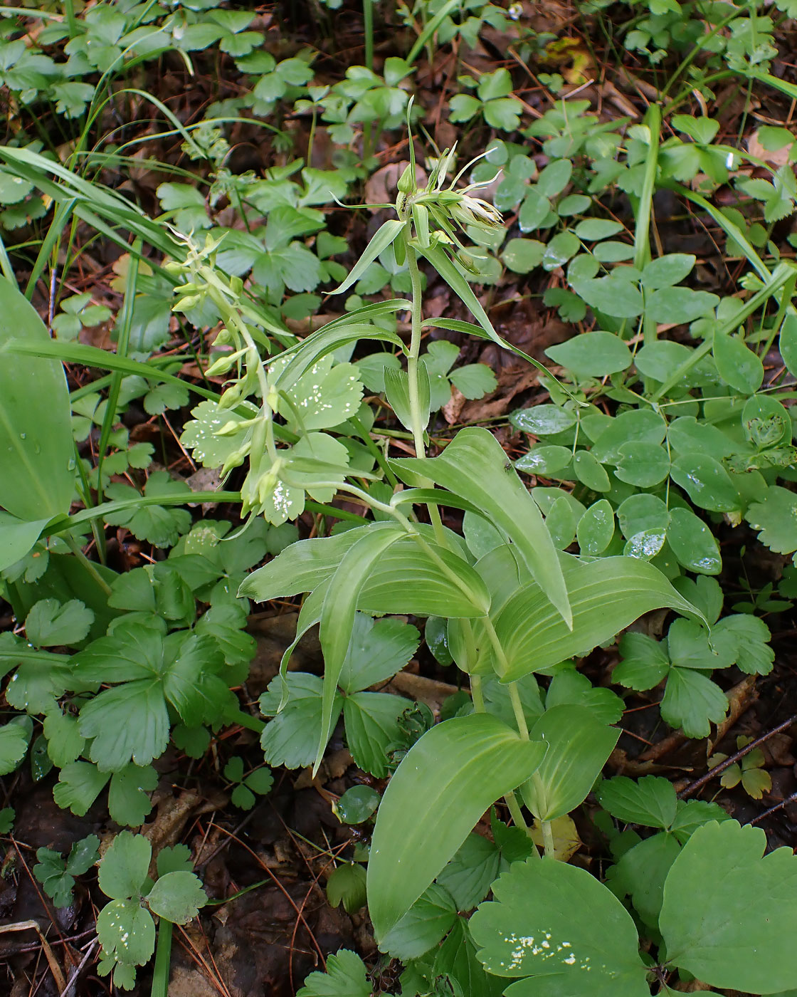 Image of Epipactis papillosa specimen.