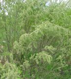 Salix cinerea. Заросли молодых плодоносящих растений. Ярославская обл., пос. Новый Некоуз, берег р. Ильд. 18.05.2011.