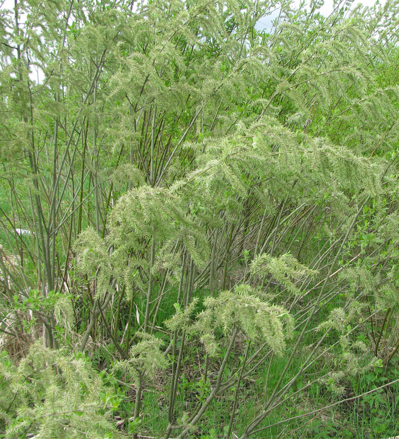 Image of Salix cinerea specimen.