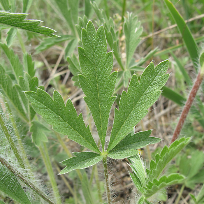 Изображение особи Potentilla recta ssp. pilosa.