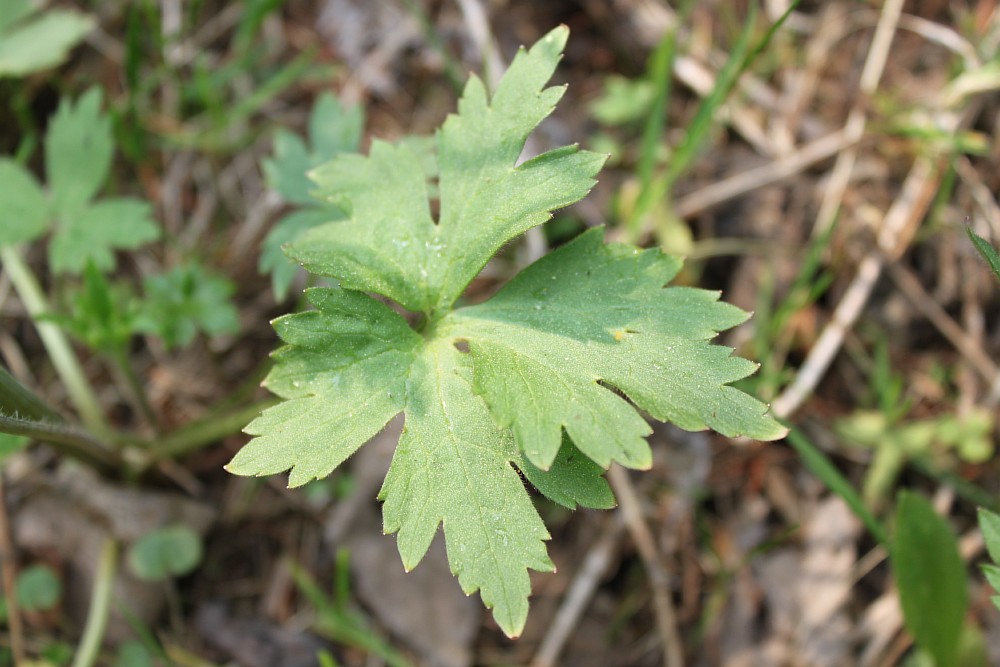 Image of Ranunculus propinquus specimen.