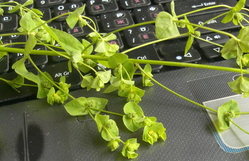 Image of Euphorbia stricta specimen.
