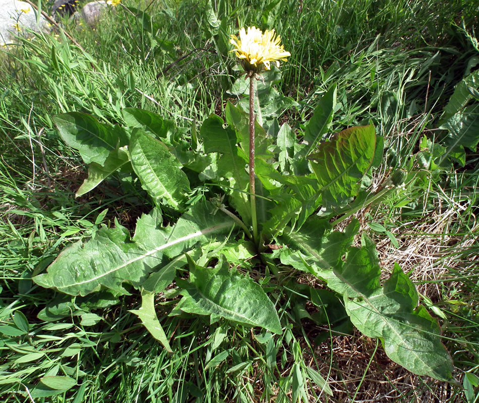 Изображение особи род Taraxacum.