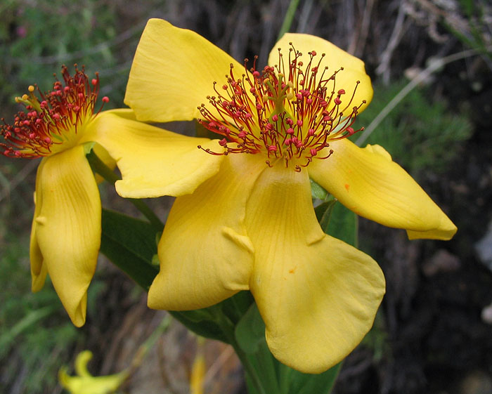 Image of Hypericum ascyron specimen.