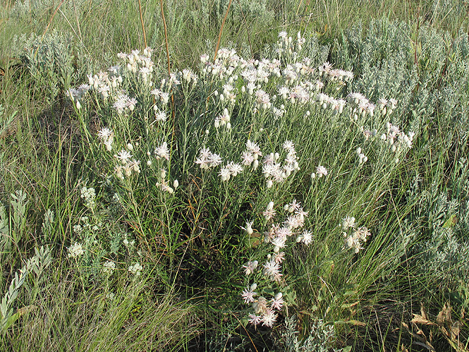 Image of Jurinea stoechadifolia specimen.