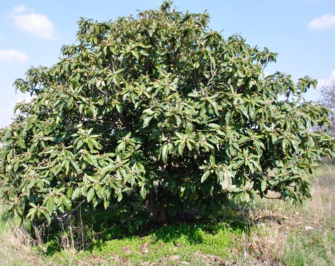 Image of Eriobotrya japonica specimen.