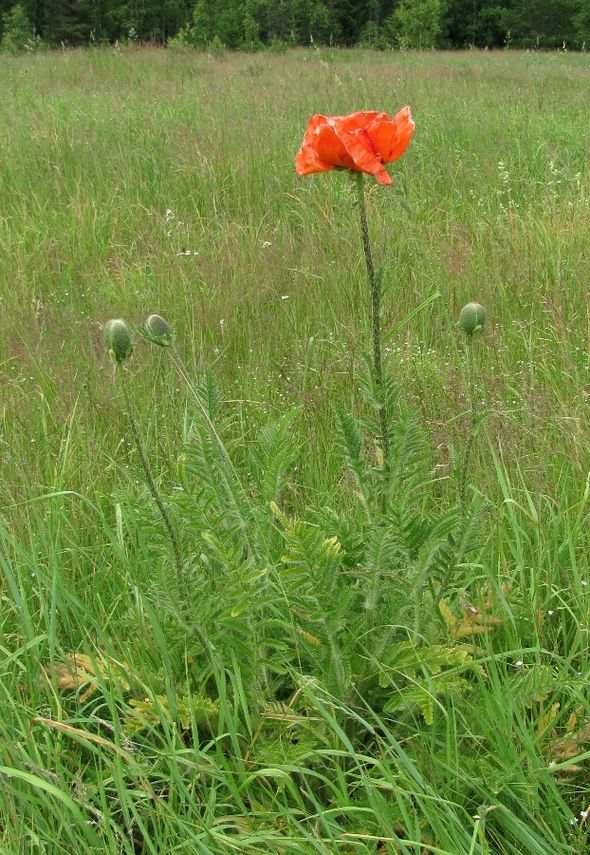 Изображение особи Papaver setiferum.