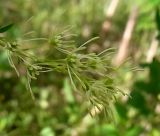 Thalictrum flavum