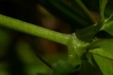 Epilobium consimile