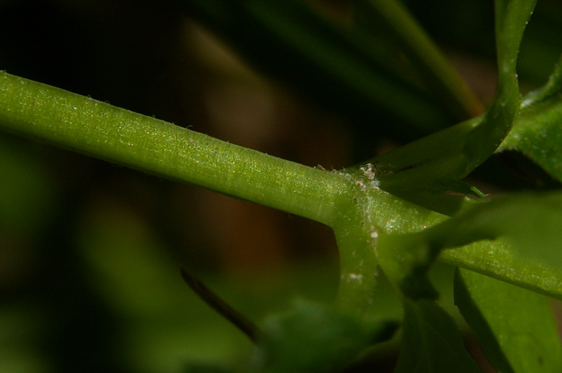 Изображение особи Epilobium consimile.