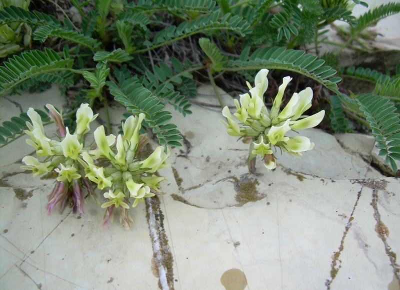 Изображение особи Astragalus resupinatus.