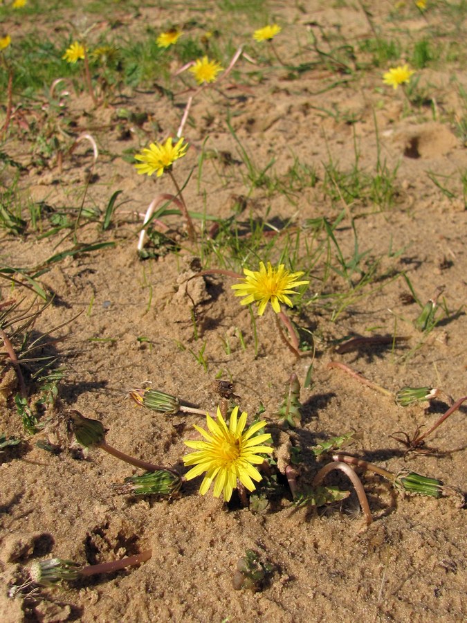 Image of Taraxacum hybernum specimen.