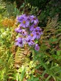 Symphyotrichum novae-angliae