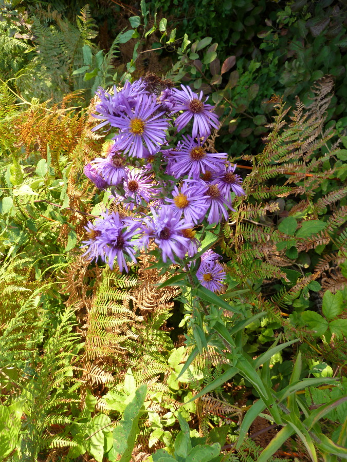 Image of Symphyotrichum novae-angliae specimen.