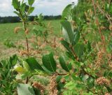 Salix starkeana