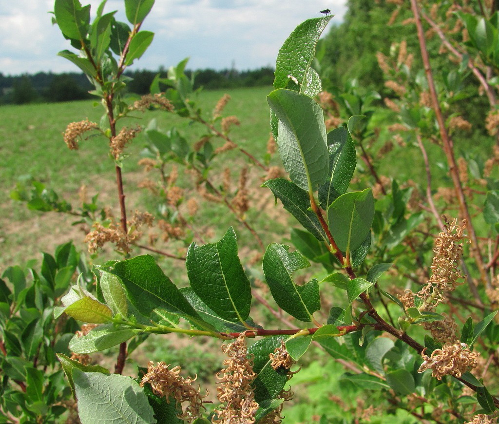 Изображение особи Salix starkeana.