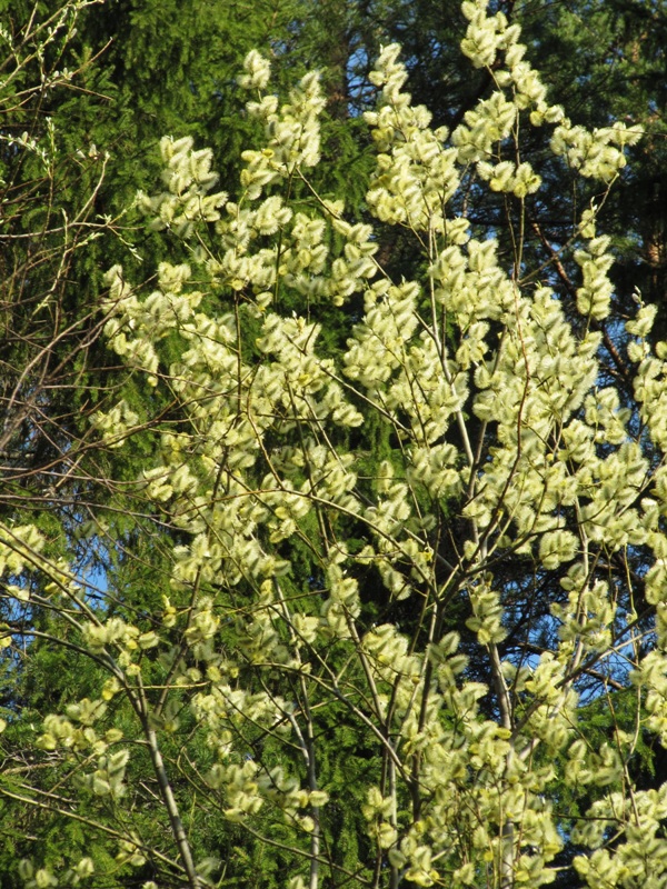 Изображение особи Salix caprea.